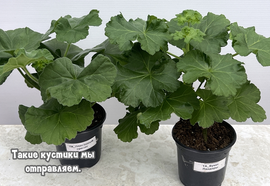 Рекламные предложения интернет-магазина Шуйская пеларгония