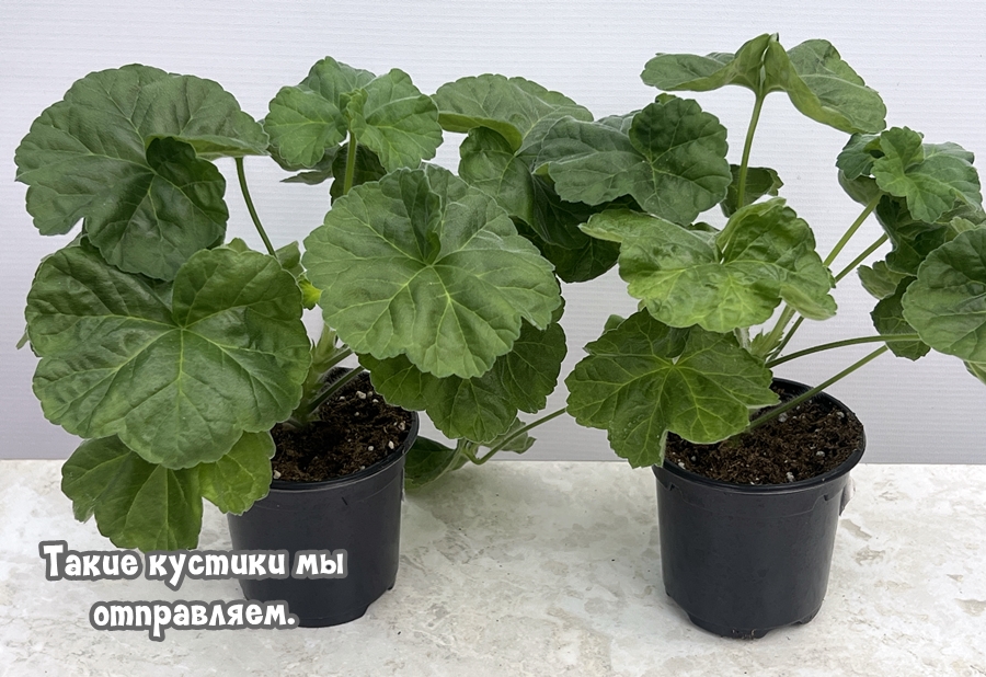 Рекламные предложения интернет-магазина Шуйская пеларгония